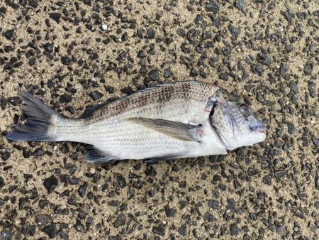 いつまで黒鯛釣れるんだ？