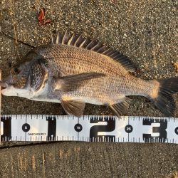 黒鯛は裏切らない