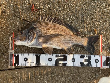 黒鯛は裏切らない