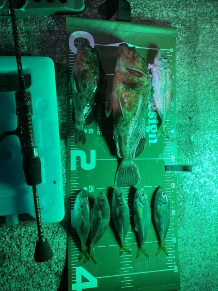 ガシラ自己最大