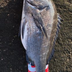 9月最初のチヌフカセ釣り