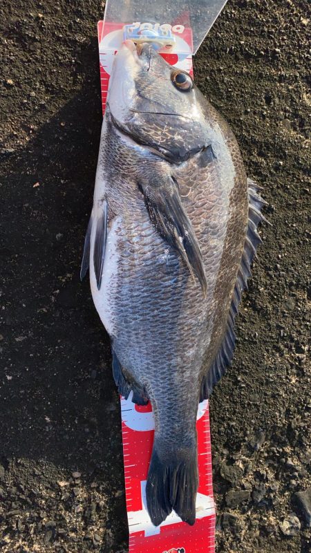 9月最初のチヌフカセ釣り