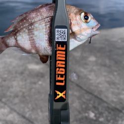 エサ取りだらけ