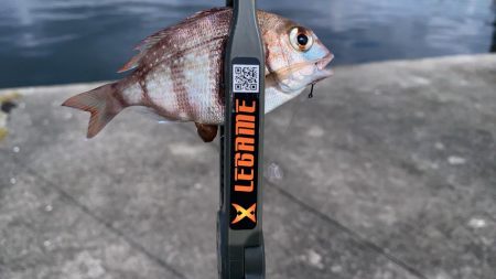 エサ取りだらけ