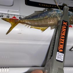 エステルライン初アジング