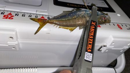 エステルライン初アジング