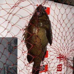 アジングのつもりが？