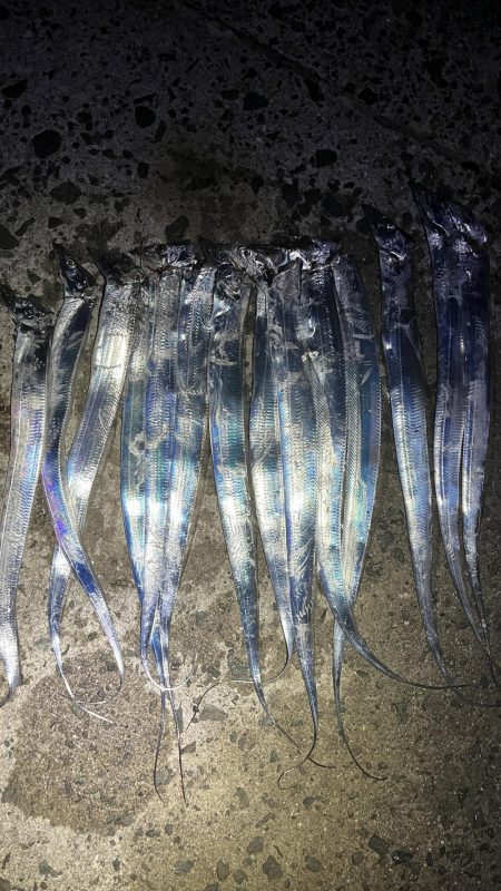 小さなタチウオ