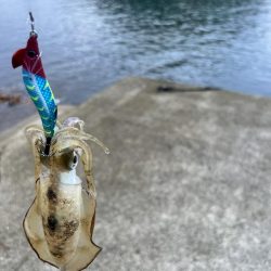 エギング　日本海は2