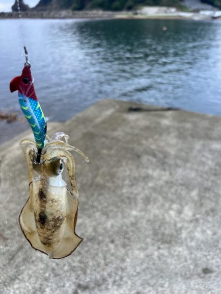 エギング　日本海は2