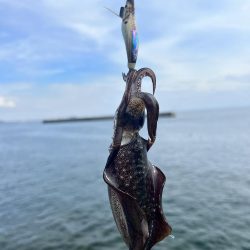 地元のイカを釣りたくて
