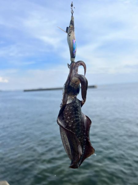 地元のイカを釣りたくて