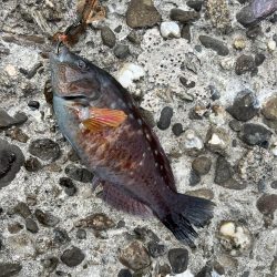 ショアジギング？