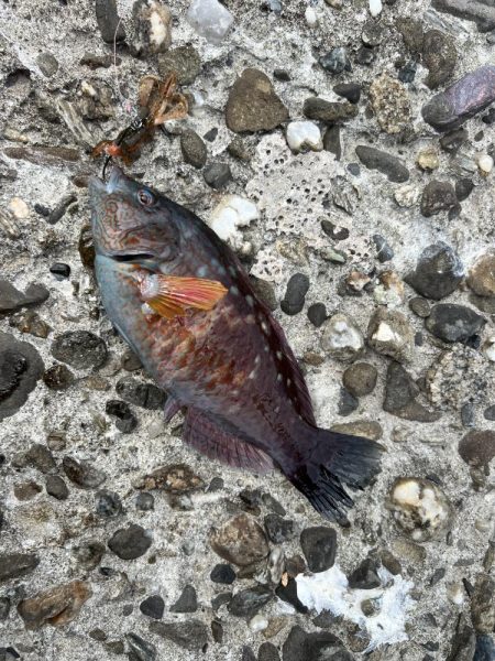 ショアジギング？