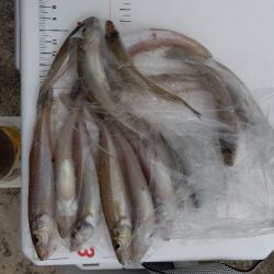 髙砂港のキス釣り