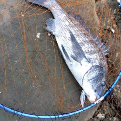 9月ようやく釣れた、マジ嬉しい