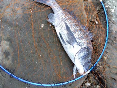 9月ようやく釣れた、マジ嬉しい