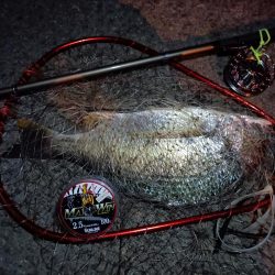 2023/09/01 南港ヘチ釣り釣行