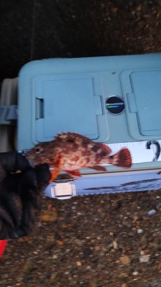 釣る毎にサイズアップ