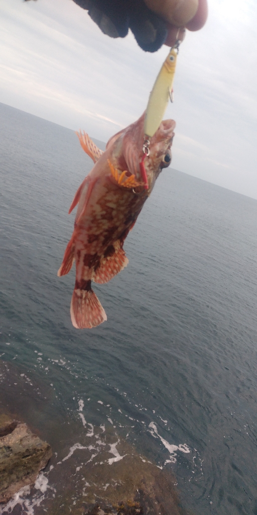 ネリゴのトリプルアタック