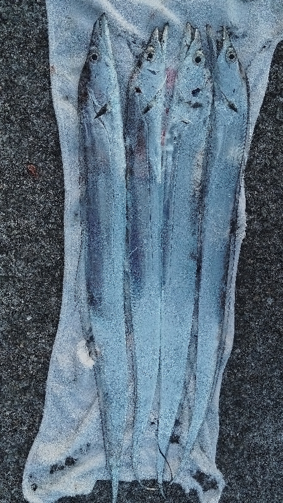 ついこの前までは幻の魚だったのに