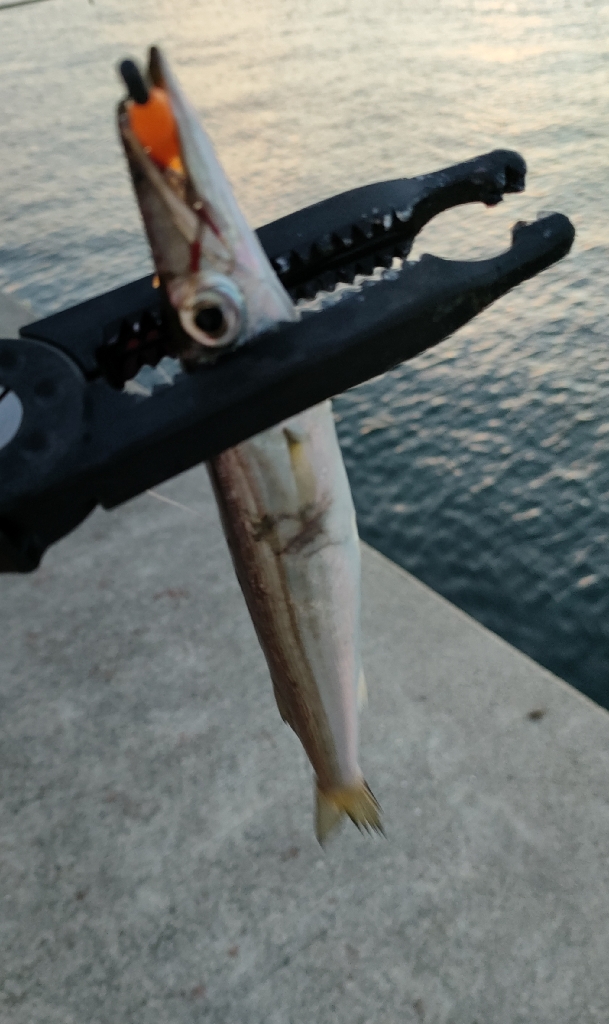 タチウオ狙いの淡路島釣行ろ