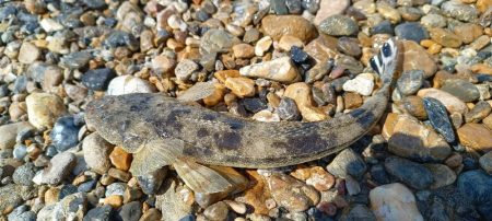 明石川河口マゴチ