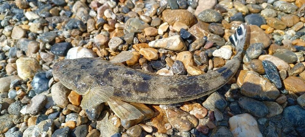 明石川河口マゴチ