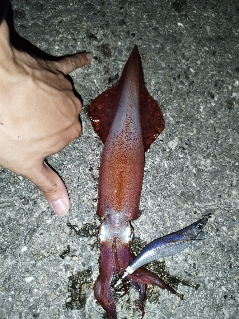 今年初ケンサキはデカかった