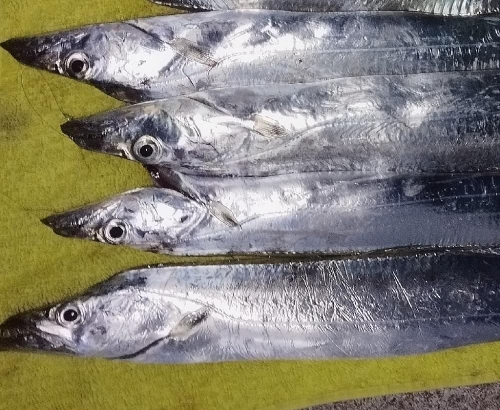 食べる分だけ！