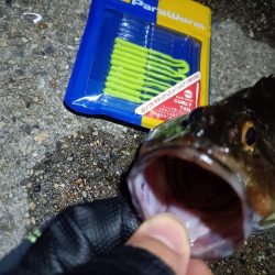 2023/09/04 南港ライトゲーム釣行 （ガシラ狙い）