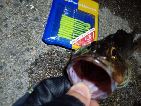 2023/09/04 南港ライトゲーム釣行 （ガシラ狙い）