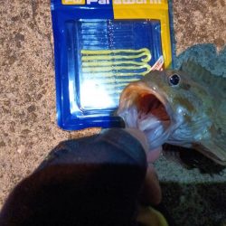 2023/09/06 南港ライトゲーム釣行 （ガシラ狙い）