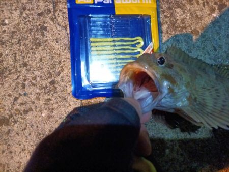 2023/09/06 南港ライトゲーム釣行 （ガシラ狙い）