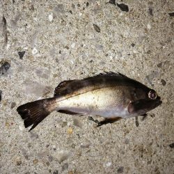 潮の通りでした