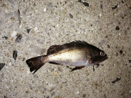 潮の通りでした