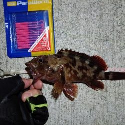 2023/09/09 南港ライトゲーム釣行 （ガシラ狙い）