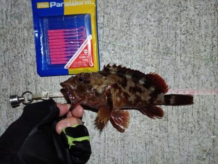 2023/09/09 南港ライトゲーム釣行 （ガシラ狙い）