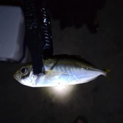 助松埠頭アジング