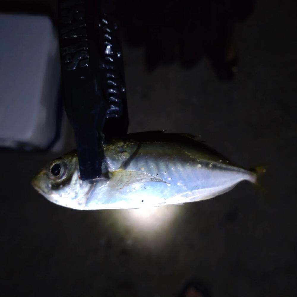 助松埠頭アジング