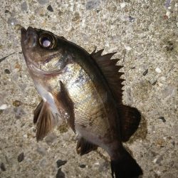 五目釣りになってしまい