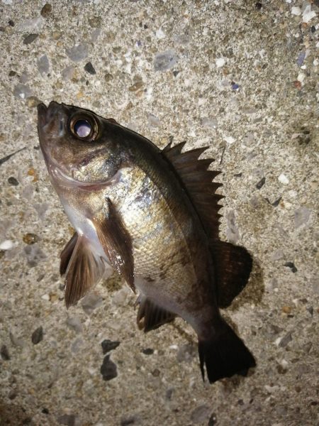 五目釣りになってしまい