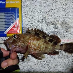 2023/09/12 南港ライトゲーム釣行 （ガシラ狙い）