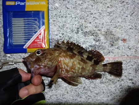 2023/09/12 南港ライトゲーム釣行 （ガシラ狙い）