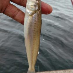 播磨新島のキス調査