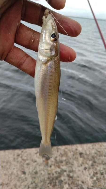 播磨新島のキス調査