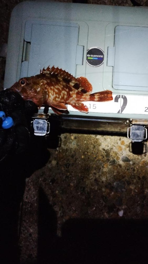 安定のガシリング