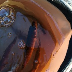 サゴシ狙いも。。