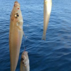 播磨新島のキス釣査