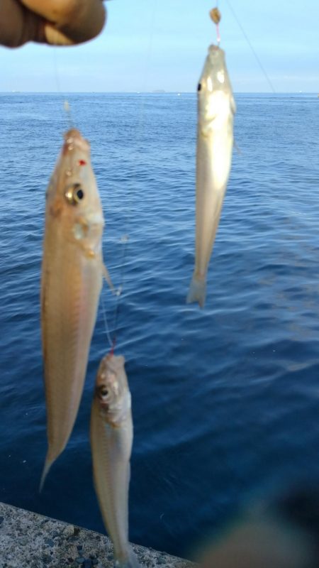播磨新島のキス釣査